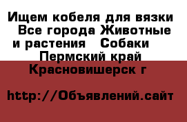Ищем кобеля для вязки - Все города Животные и растения » Собаки   . Пермский край,Красновишерск г.